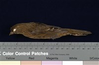 藏品(朱雀)的圖片